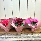  цикламен персидский jiks4 номер зимний подарок день рождения * память день * Рождество * Новый год 