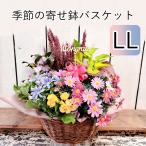  сезон. случайный цветок .. горшок корзина LL день рождения память день цветок подарок 