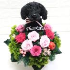 母の日限定黒ラブのプリザーブドフラワーアレンジC thank you