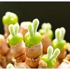 うさ耳モニラリア 栽培キット 種子10粒 可愛い箱に全部入り。 Monilaria cactus