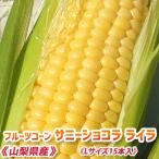 令和8年予約分「朝採りとうもろこし...