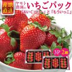  Yamanashi префектура производство высококлассный клубника бесплатная доставка ya Moto сельское хозяйство .. клубника [..C Berry ] кроме того, [ уже ...] 6 шарик ~15 шарик ввод (240g)×3 упаковка .2 коробка всего 6 упаковка .. товар подарок 