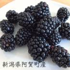 ブラックベリー 冷凍 新潟県阿賀町産 1.5kg