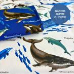 海の生き物海洋生物柄