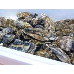 生牡蠣 生食用 殻付き 牡蠣13キロ 訳あり ハネモノ 厚岸西岸 仙鳳趾 牡蛎 旨い牡蠣