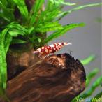  красный fancy Tiger шримс ×5 шт [ средний комплектация ]