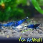 ブルールリーシュリンプ10匹