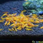 オレンジチェリーシュリンプ5匹