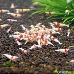 レッドビーシュリンプ ミドルグレード 10匹（+1匹補償サービス付き）