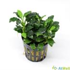  водоросли Anubias sp жираф Mini POT ввод 