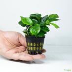 水草アヌビアスバルテリーナナコイン...
