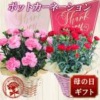 2025年 母の日 ギフト 花 人気 プレゼント 鉢花 カーネーション 5号鉢 (12)
