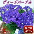 2025年 母の日 花 人気 ギフト プレゼント  アジサイ 鉢 ディープパープル 5号