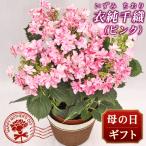 2025年 母の日 花 人気 ギフト プレゼント  アジサイ 鉢 衣純千織 ピンク 5号 希少 珍しい 新品種