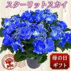 2025年 母の日 花 人気 ギフト プレゼント  アジサイ 鉢 スターリットスカイ絢 5号