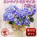 2025年 母の日 花 人気 ギフト プレゼント  アジサイ 鉢 コンペイトウスマイル ブルー 5号