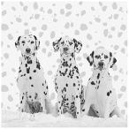 Trademark Fine Art ダルメシアンウォールデコール 18 x 18