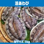 生きているから肝までお刺身品質 活あわび Mサイズ 1kg