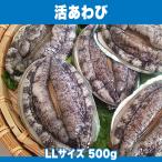 生きているから肝までお刺身品質 活あわび LLサイズ 500g