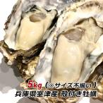 23、25、27、28日出荷可能 朝採れ 牡蠣 訳あり 殻付き牡蠣 5kg カキ かき 兵庫県 御津産 室津産 加熱用 バーベキュー 牡蠣フライ 取り寄せ 産地直送 送料無料