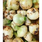  Awaji Island production sphere leek new onion 2.5kg 2024 year production * region limitation free shipping . we deliver!