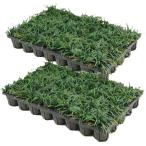 玉竜(タマリュウ) 80ポット【グランドカバー】