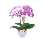 ミディ胡蝶蘭ランラン、リンリン寄せ...