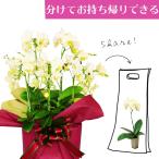 シェアオーキッド シェアできる胡蝶蘭 ミディ胡蝶蘭 イエロー 黄色胡蝶蘭 5本立ち(5株)