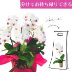 シェアオーキッド シェアできる胡蝶蘭 ミディ胡蝶蘭 白 ホワイト胡蝶蘭 5本立ち(5株)