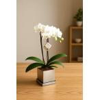  midi . бабочка орхидея маленький снег 2 шт .. хром горшок (......) рождение праздник . цветок прямая поставка от производителя цветок подарок . Ran . бабочка орхидея открытие праздник . открытие праздник . праздник растение в горшке 