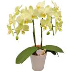 ミディ胡蝶蘭イエロー胡蝶蘭2本立ち...