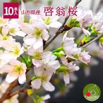 [12 месяц последняя декада отправка ].. Sakura бесплатная доставка примерно 10 шт. входит . превосходящий товар 80~100cm Yamagata префектура производство Event ... для оптимальный новогодние каникулы год открытие день рождения память день 