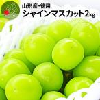  виноград есть перевод автомобиль in мускат примерно 2kg (3~5. ввод ) Yamagata префектура производство виноград личный автомобиль экономичный . для бытового использования крупный прямая поставка от производителя ( отдаленная местность стоимость доставки прибавление ) фрукты 