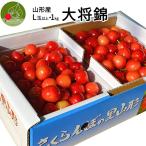 さくらんぼ 大将錦 1kg (500g×2) 秀品 ギフト 贈答 Lサイズ 山形 山形県産 お取り寄せ フルーツ サクランボ チェリー さくらんぼ 送料無料 果物