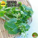  цветок васаби примерно 1kg роза ... Special для сезон ограничение название вода 100 выбор Yamagata префектура производство васаби специализация house прямая поставка свежий .. длина 