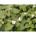 自然栽培 (農薬不使用　化学肥料不�