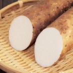  Shinshu сосна плата ....5Kg китайский ямс батат горный ямс ... Shinshu Nagano подлинный рисовое поле 