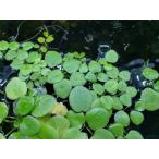 ネコポス無料【B-O-D-AQUA】(浮草) アマゾンフロッグピット5株  [水草] (無農薬) 弊社水槽より！！ (株数)  　