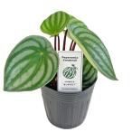スイカペペ ペペロミア サンデルシー 3.5号 富永園芸 Peperomia argyreia 観葉植物