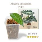 arokasiaamazonika поли -2.5 номер . рассада negami L Alocasia amazonica pollya Lloyd декоративное растение интерьер 