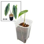 arokasiaben старт 3 номер . рассада negami L Alocasia Venustaa Lloyd редкий редкость декоративное растение 