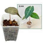 アロカシアナイロビナイツ2.5号幼...