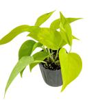  pothos lime 3 номер Pothos Epipremnum aureum Lime epi pre nam...a Lloyd декоративное растение 