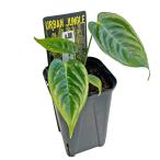 UJ アンスリウム ベイチー 3号 Anthurium veitchii アーバンジャングル 観葉植物 希少 レア 観葉植物