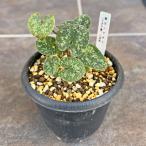 ウズラ葉 姫カンアオイ 3.5号 八房性 山野草 ウズラバカンアオイ 鶉葉寒葵 寒アオイ 常緑多年草