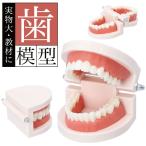  зуб модель почтовый заказ зуб ряд модель зуб модель оригинал большой 180 раз открывающийся и закрывающийся зуб . зуб корень . внутри верх и низ .msi зуб . полость рта уход за зубами b веревка руководство руководство школа учеба образование . индустрия обучающий материал 