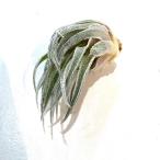 (現品) チランジア スプレンゲリアナ (No.21075)   (エアープランツ ティランジア 観葉植物 おしゃれ 壁掛け インテリア ミニ 小型 吊り下げ 室内 sprengeliana)