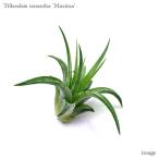 チランジアイオナンタマキシマ