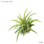 チランジアイオナンタ'ロン'