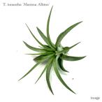 チランジアイオナンタ'マキシマアルビノ'